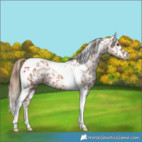 Horse Color:Chestnut Tobiano Snowflake Varnish