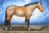 Horse Color:Buckskin  and Gray Buckskin 