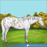 Horse Color:Silver Grullo Appaloosa 