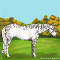 Horse Color:Silver Blue Roan Frame Appaloosa