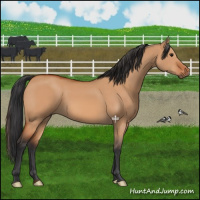 Horse Color:Bay Dun 
