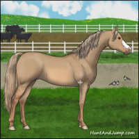 Horse Color:Red Dun 