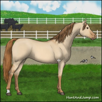 Horse Color:Red Dun Roan 