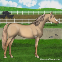 Horse Color:Red Dun 