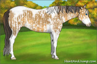 Horse Color:White Spotted Buckskin Dun Splash Frame Appaloosa  and Buckskin Splash Tobiano Frame