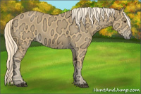 Horse Color:Palomino Ice Sabino