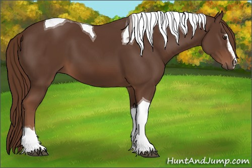 Horse Color:Liver Chestnut Sabino Tobiano 