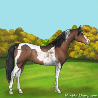 Horse Color:Brown Sabino Tobiano Rabicano