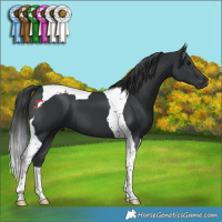 Horse Color:Black Tobiano 