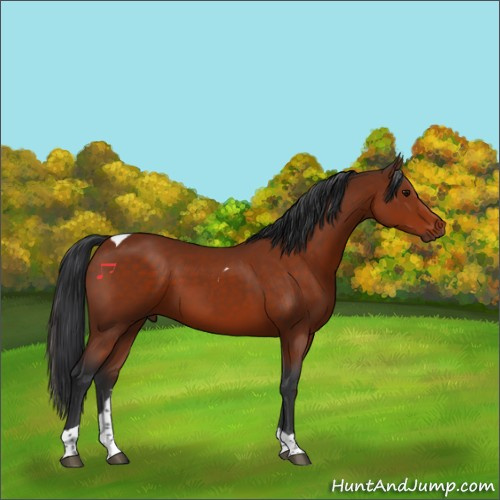 Horse Color:Bay Tobiano 