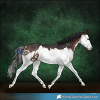 Horse Color:Bay Splash Rabicano