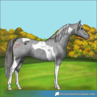 Horse Color:Black Tobiano Appaloosa 