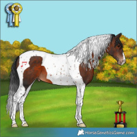 Horse Color:Brown Tobiano Appaloosa 