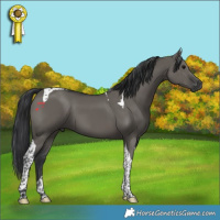 Horse Color:Grullo Tobiano