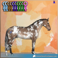 Horse Color:White Spotted Brown Dun Rabicano 