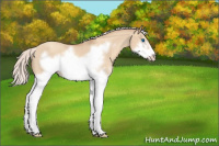 Horse Color:Silver Classic Champagne Dun Splash Frame 