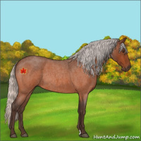 Horse Color:Silver Brown Roan Rabicano 