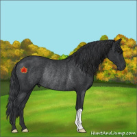 Horse Color:Unknown 