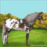 Horse Color:White Spotted Silver Brown Appaloosa 