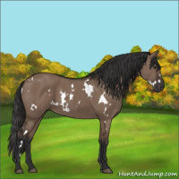 Horse Color:White Spotted Liver Red Dun 