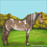 Horse Color:White Spotted Liver Red Dun 