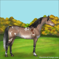 Horse Color:White Spotted Brown Dun 
