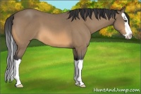 Horse Color:Buckskin Roan Splash