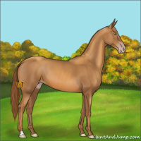 Horse Color:Gray Gold Champagne 