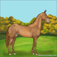 Horse Color:Gray Gold Champagne 