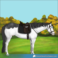 Horse Color:Black Splash 