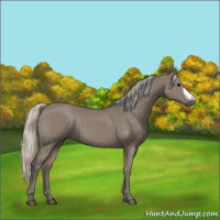 Horse Color:Silver Grullo 