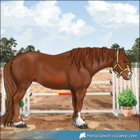 Horse Color:Chestnut 