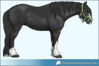 Horse Color:Black  and Black Rabicano 