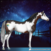 Horse Color:Brown Splash Frame Rabicano 