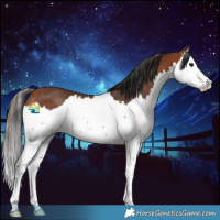 Horse Color:Bay Splash Rabicano 