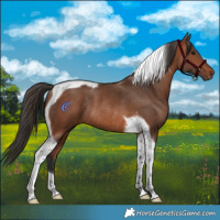 Horse Color:Bay Tobiano Rabicano 
