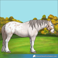 Horse Color:Bay Roan Splash Appaloosa 
