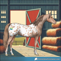 Horse Color:Gold Champagne Appaloosa 