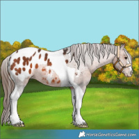 Horse Color:Bay Tobiano Appaloosa 