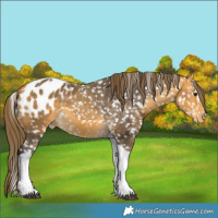 Horse Color:Buckskin Tobiano Snowflake Varnish