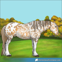 Horse Color:Buckskin Tobiano Appaloosa 