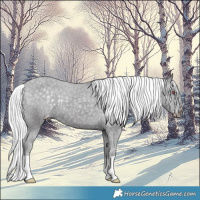Horse Color:Silver Smoky Black Chinchilla Appaloosa 