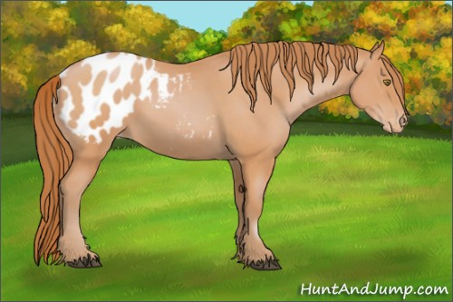 Horse Color:Bay Pearl Appaloosa 