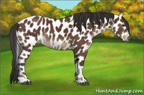 Horse Color:Bay Sabino Appaloosa 