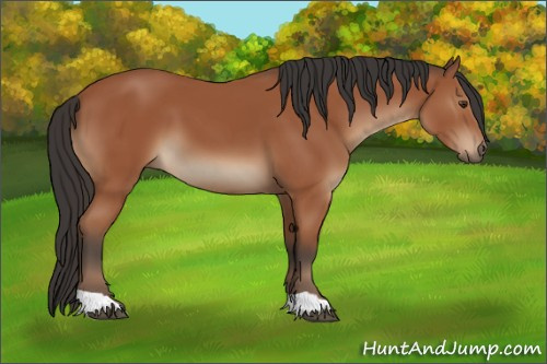 Horse Color:Brown 