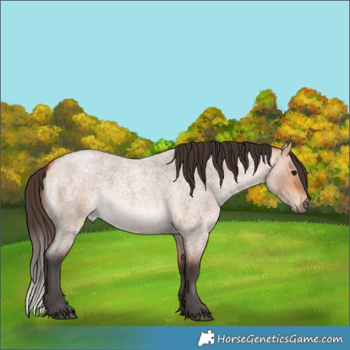 Horse Color:Bay Roan Dun 