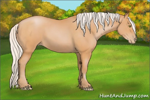 Horse Color:Silver Bay Pearl 