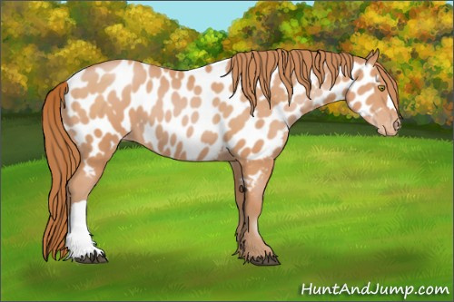 Horse Color:Bay Pearl Appaloosa 
