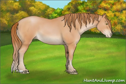 Horse Color:Bay Pearl 