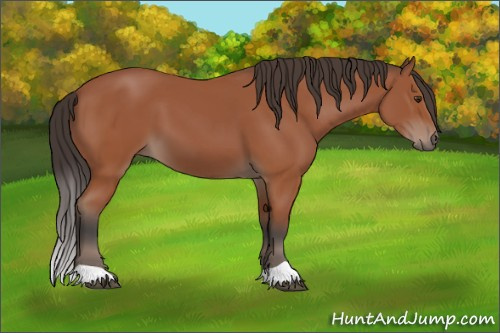 Horse Color:Brown 